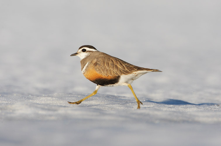 Dotterel (Charadrius morinellus) adult female in breeding plumage running across snow. Cairngorms National Park. Scotland. May 2008.